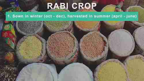 印度的主要经济作物