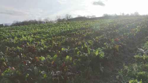 工业化农业的成本