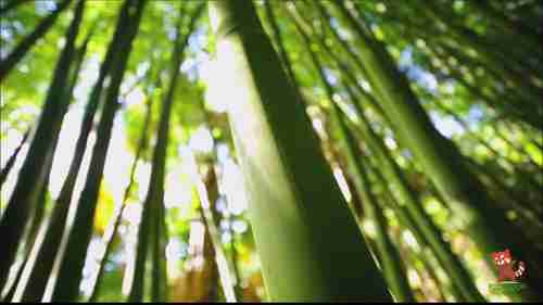 竹子：高利润产业