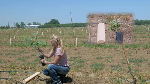 核桃树的种植和发芽