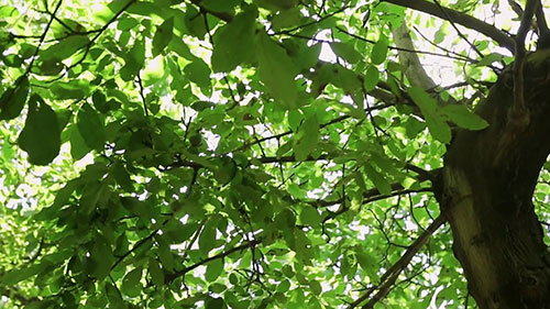 核桃加工和处理