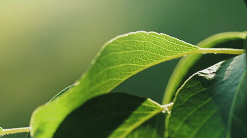 俄勒冈州的梨树种植区