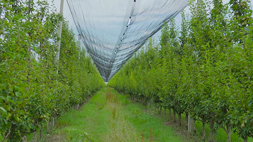 梨的种植和加工