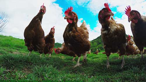 散养鸡和走地鸡