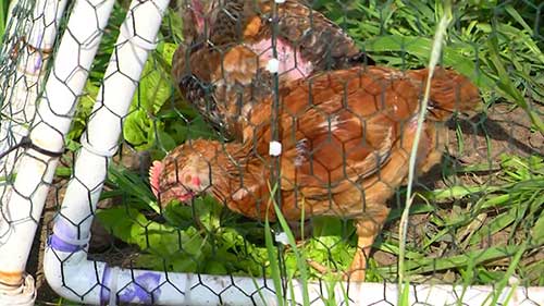 养鸡和作物轮作