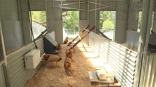 养殖鸡的行为研究