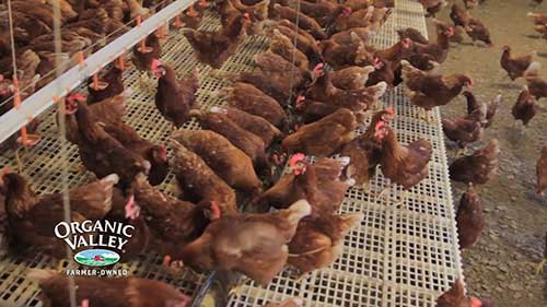 参观一座有机鸡舍