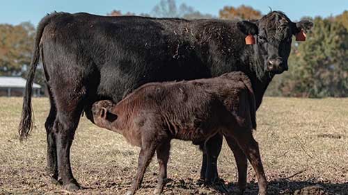 如何饲养400头猪