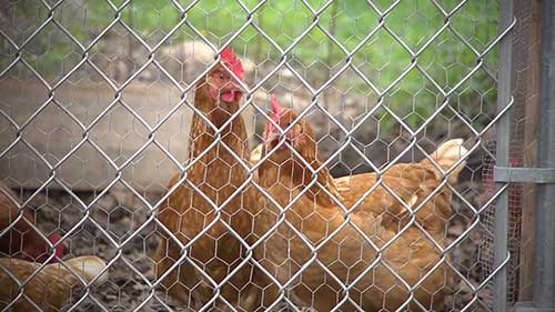 如何选择家鸡的品种