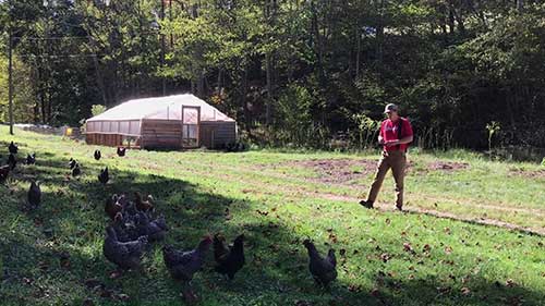 鸡和猪能共同饲养吗