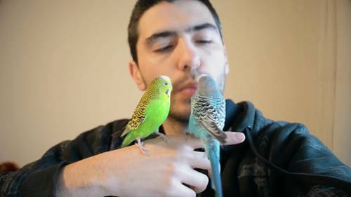 人类为什么要饲养宠物