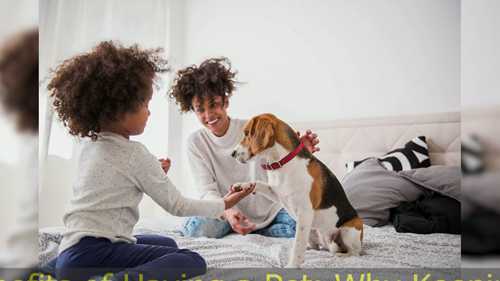 为什么养宠物能给你正能量