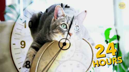 宠物主人常犯的错误