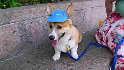 优质宠物食物真的物有所值吗