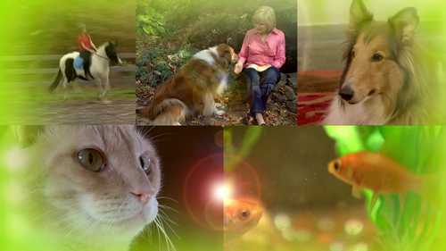 宠物食品的包装信息