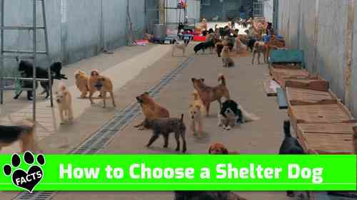 如何选择收容所的狗