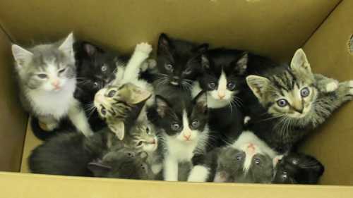 考察动物收容所