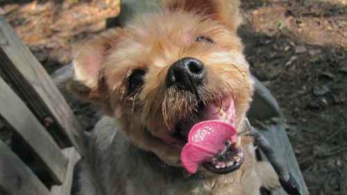 什么是动物收容所