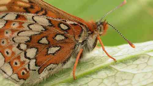 英国德文郡的湿地回归