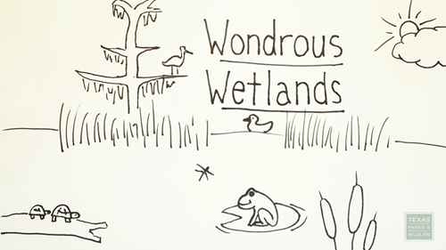 湿地资源和保护