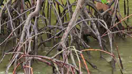 湿地保护区的资源和景观