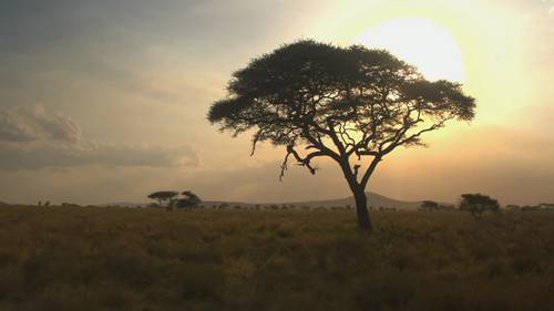 非洲草原的生态之旅