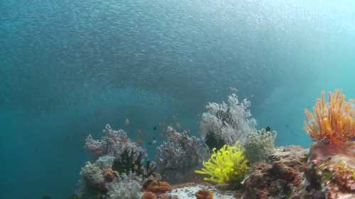 珊瑚礁三角区可持续发展