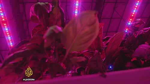 用LED灯种植蔬菜