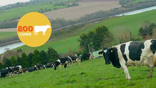 如何提高奶牛农场的产量