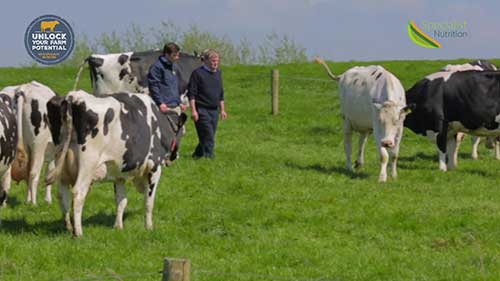 饲料营养对奶牛的重要性