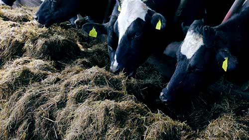 液体饲料喂养奶牛