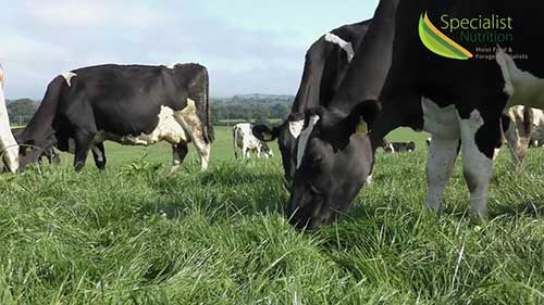 青贮饲料和矿物质营养