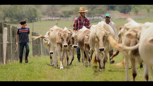 反刍动物饲养中的微量元素使用