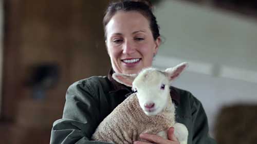 羊群的喂养和营养