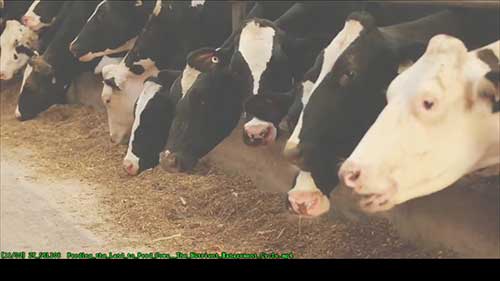 牛群喂养中的物质循环