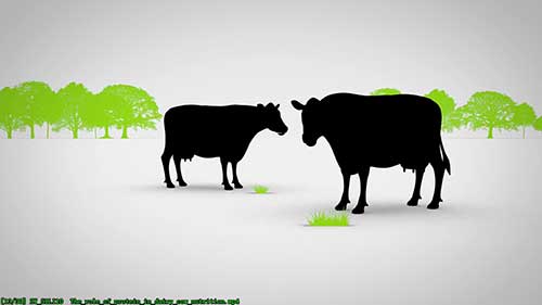 奶牛营养中蛋白质的作用