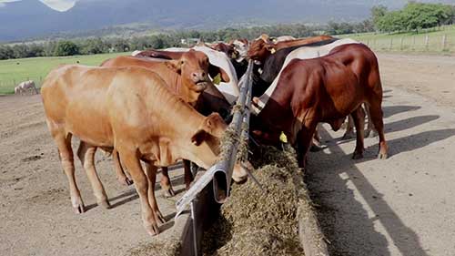 用谷物喂养牲畜