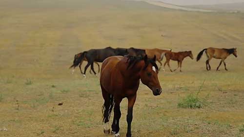 矿物质对马匹的重要性