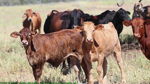 牲畜的有机营养