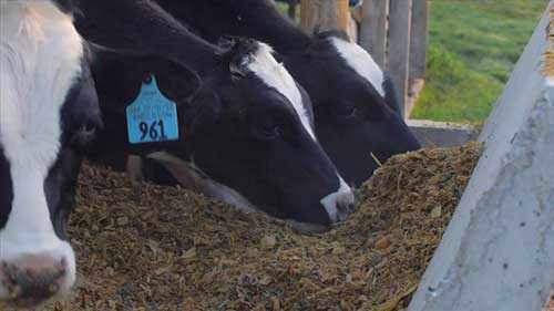 奶牛的日常营养