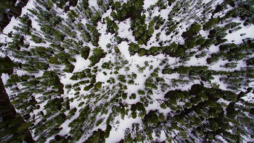 北美松林中的甲虫问题