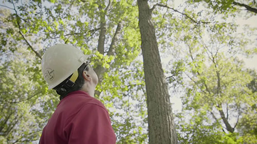 植物病害分析诊断