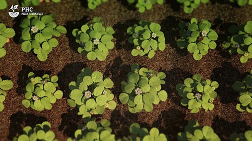 土壤和植物健康