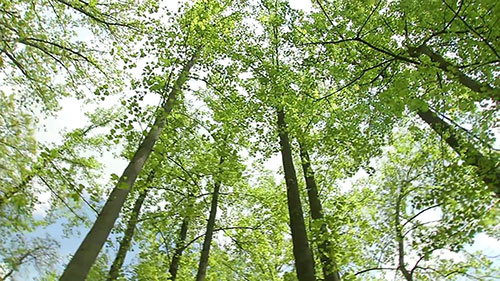 识别树木健康情况