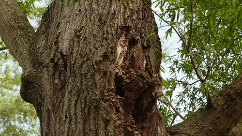 树木健康状况评估