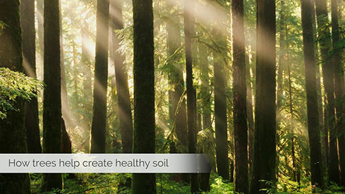 土壤质量和树木健康