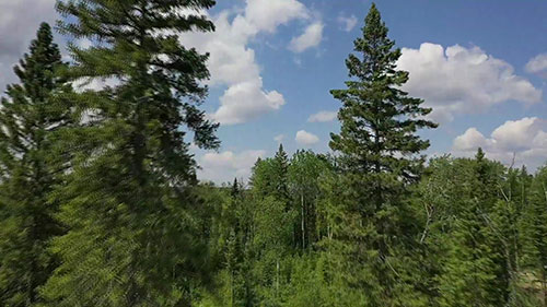 加拿大的可持续林业