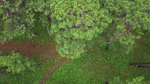 佐治亚州森林资源