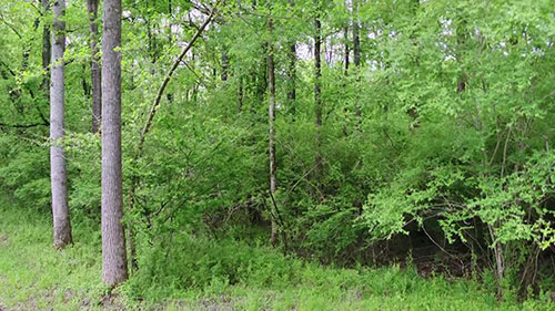 什么造就了健康的森林