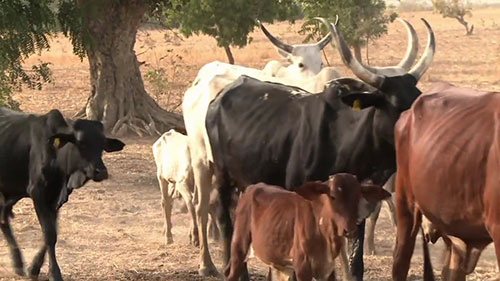 便携式禽畜病检测设备